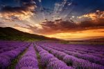 Stunning landscape with lavender field at sunrise